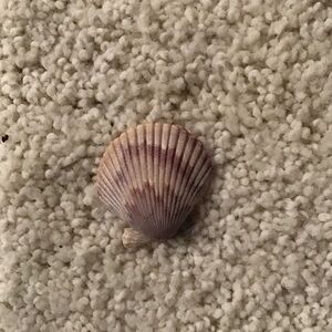 Natural Seashell Decor